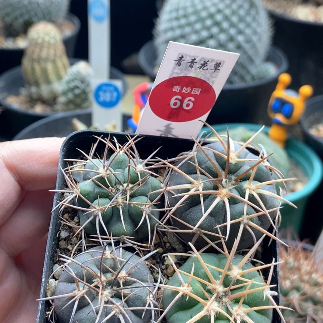 实生狂刺天平丸四颗一盒