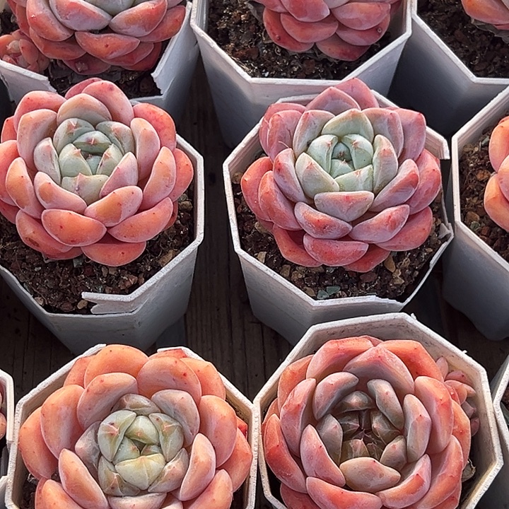       大单头     海棠红