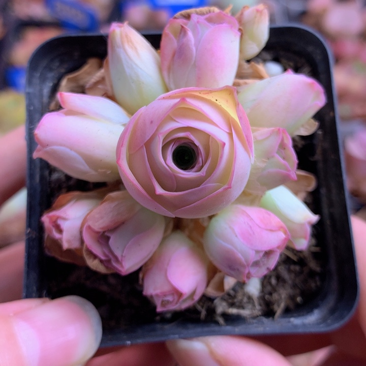 一物一拍姝帕优选002