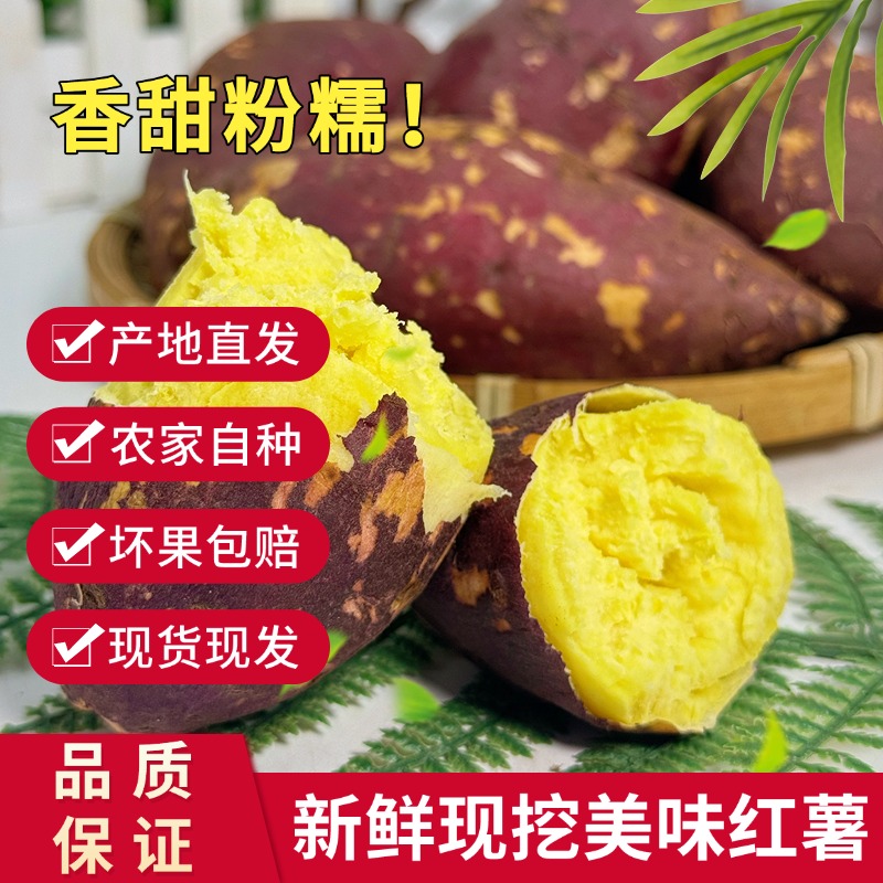 正宗云南板栗薯高原蜜薯鸣门金时红薯原产地现挖现发新鲜