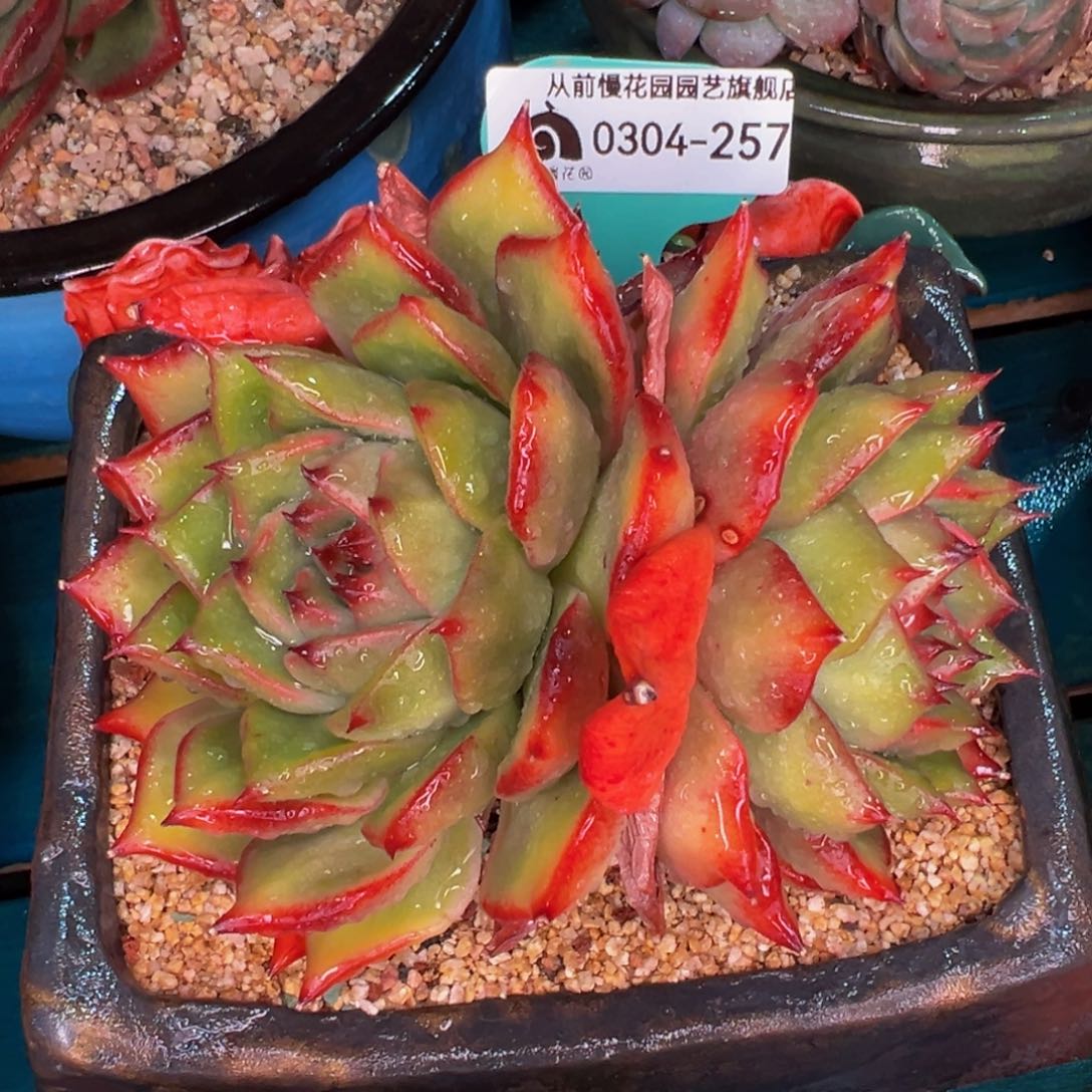 从前慢多肉精选编号0304.257