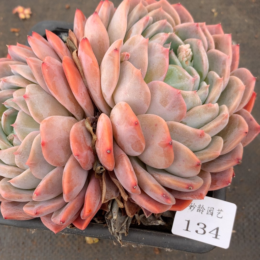 134杂交精品基地13厘米