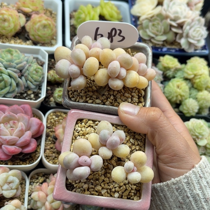 喜***0蛋黄奶两颗专拍6193