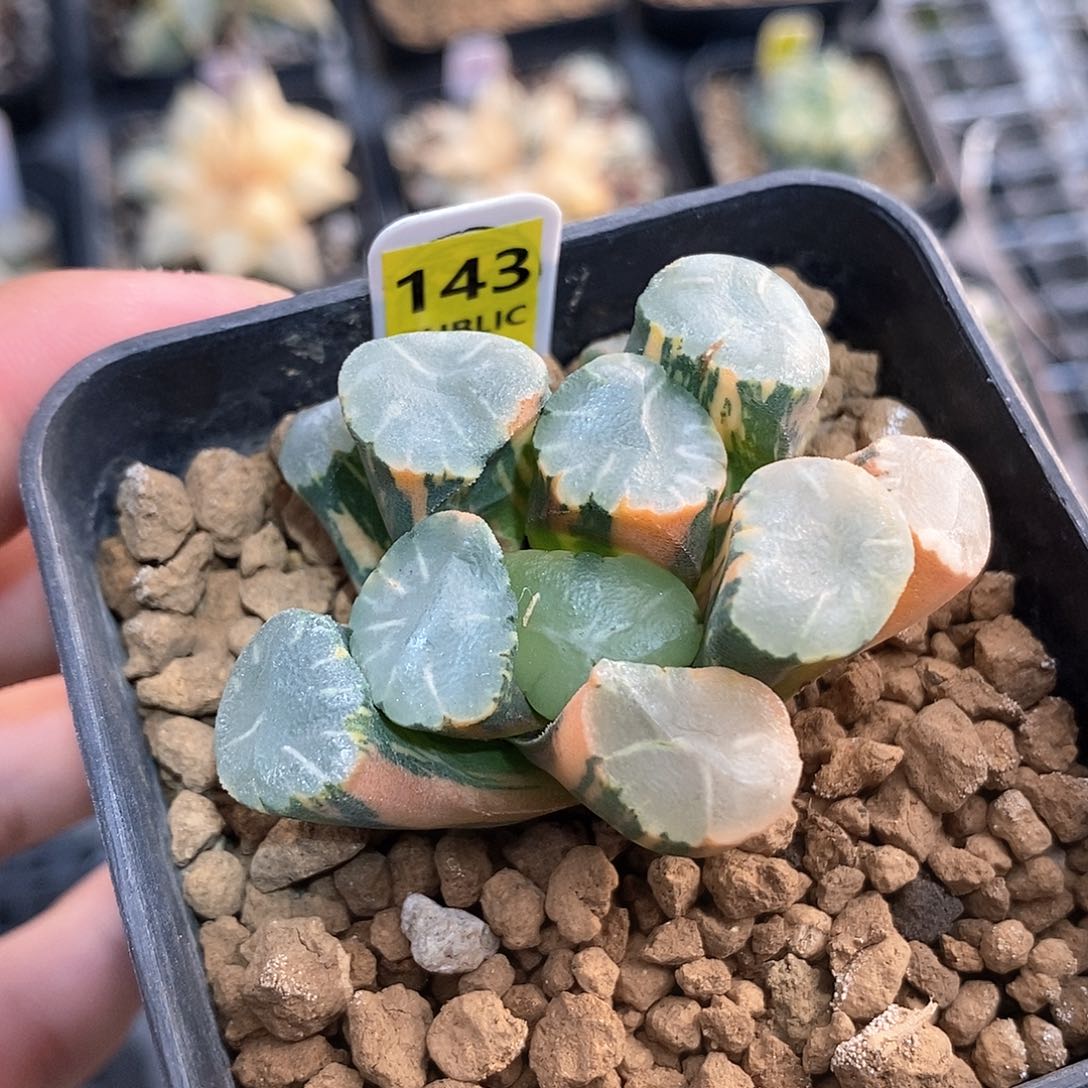 红陶425号蜃气楼万象锦一物一拍