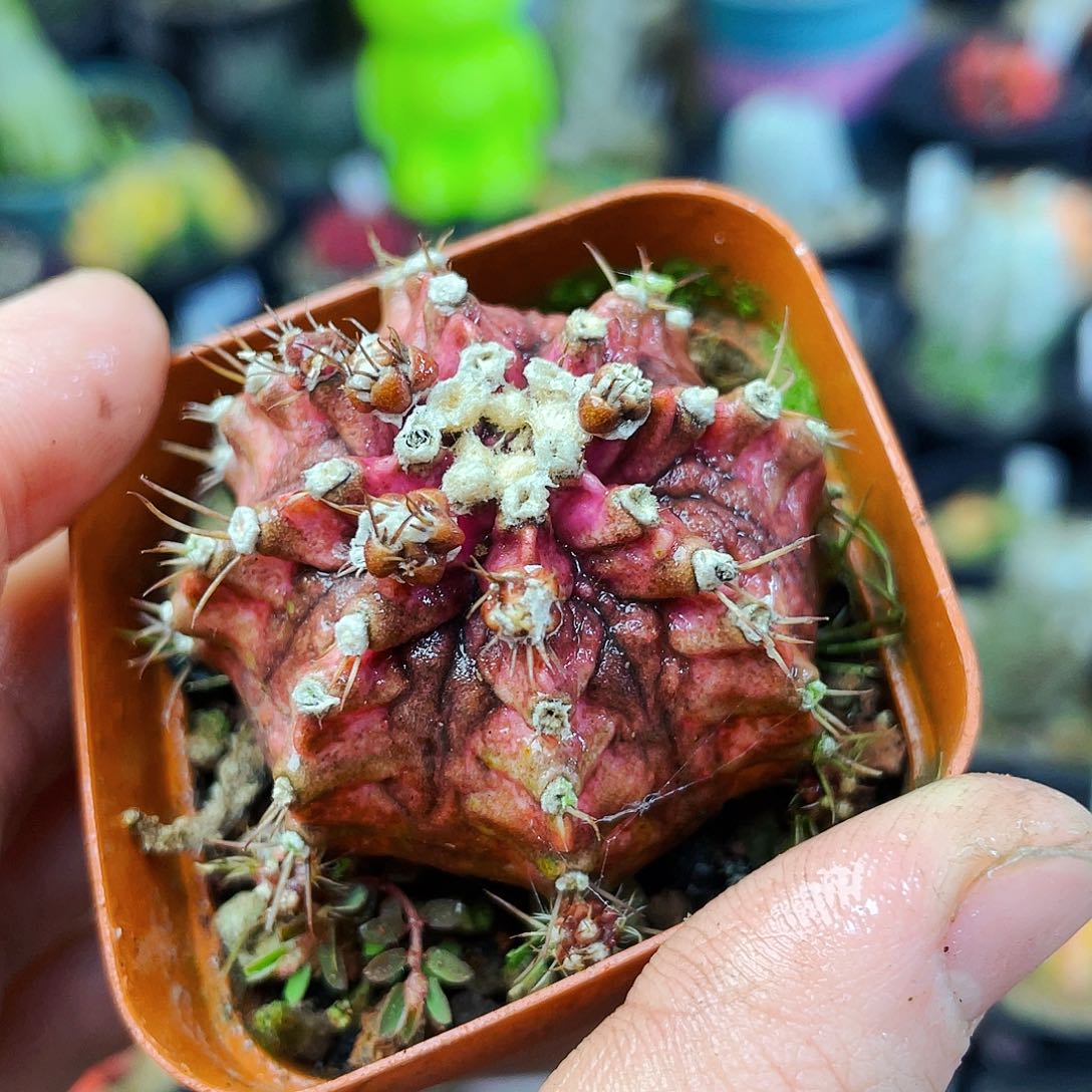 非偏远地区满25包邮仙人球