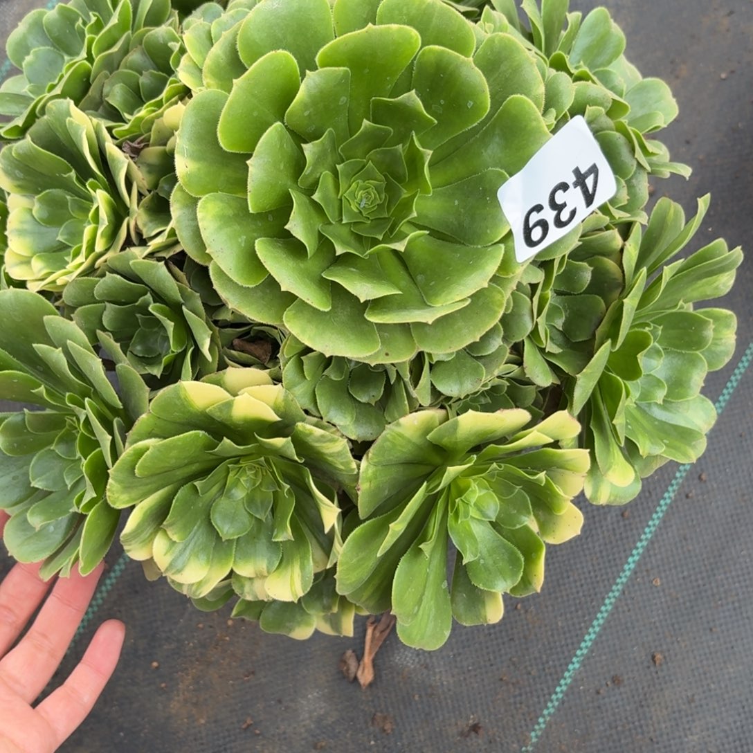 439无菜琉璃多肉植物
