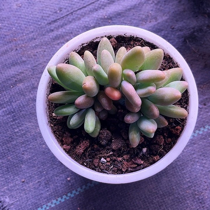 我是第一百位守护星之一