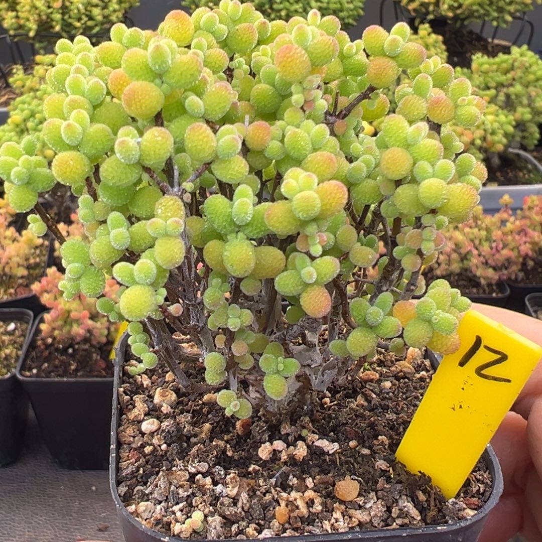 金桔糖球12号6.5cm盆