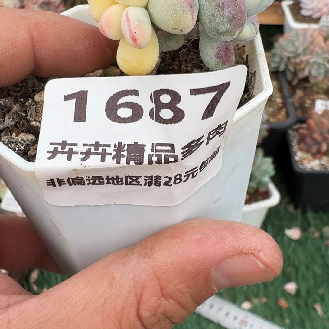 1687 卉卉精品 非備运地区活28元