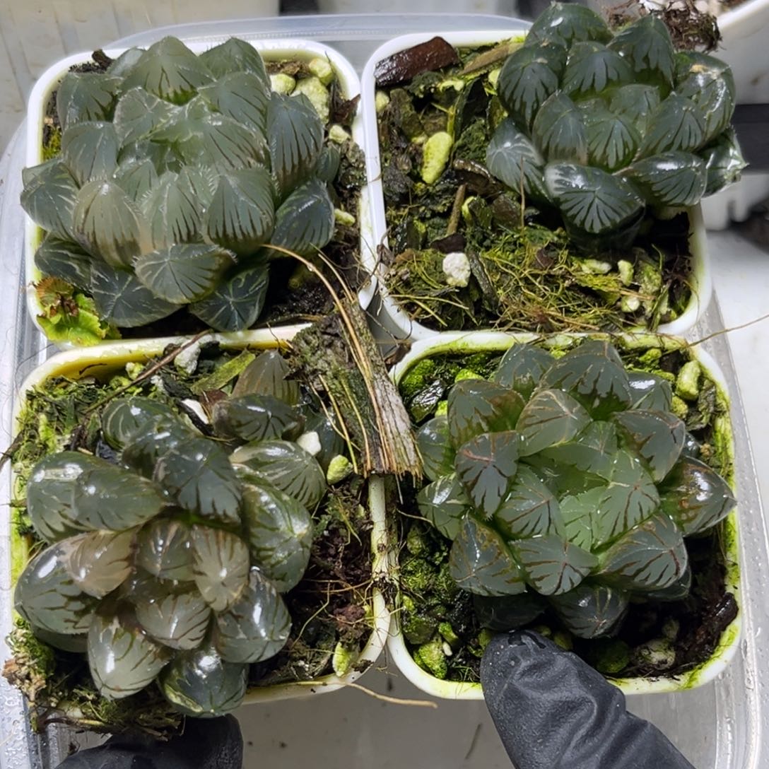 小***星十二卷多肉植物2980四颗