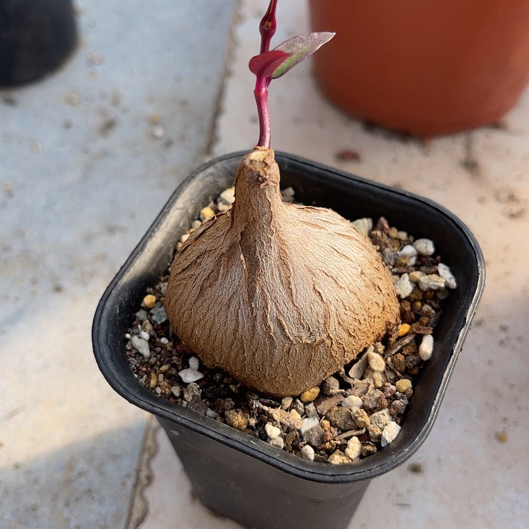 实生紫背萝藦块根