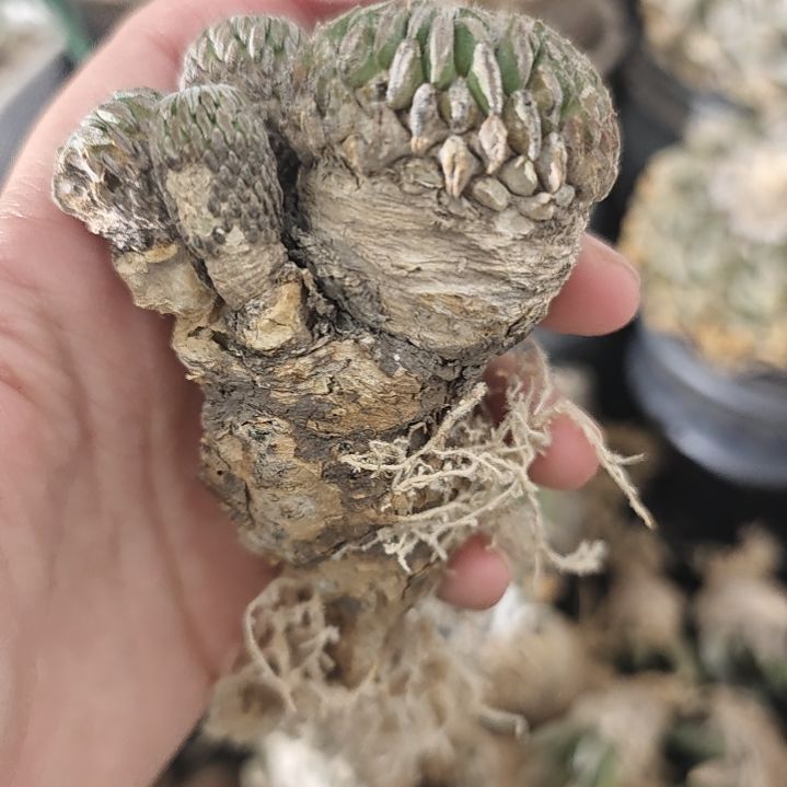 一物一拍，养定输入精巧丸！