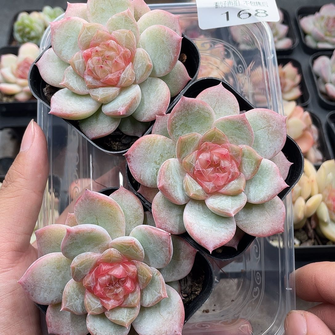 云糖心多肉植物168
