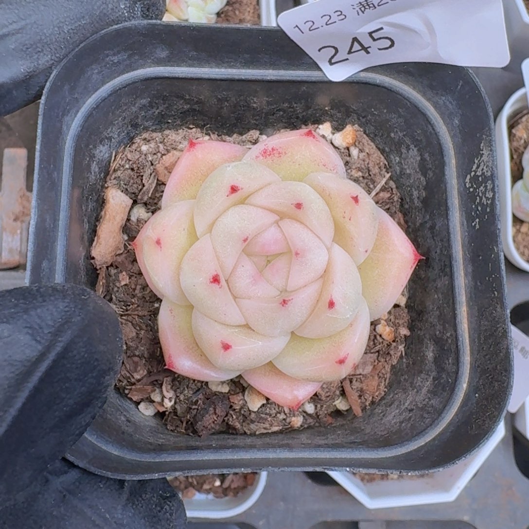 油包子麦秆单头一颗脱土