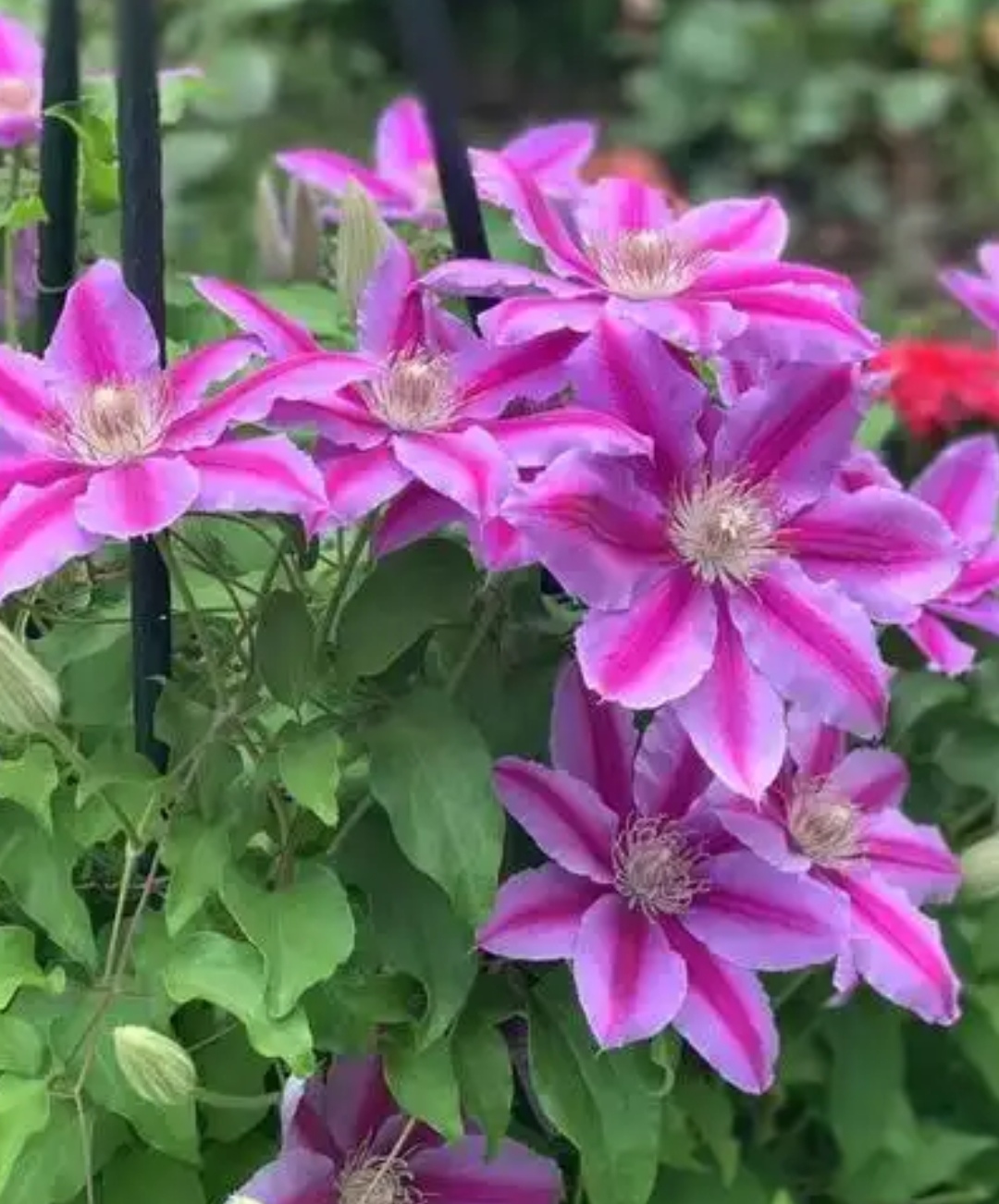 蜜蜂之恋 早大花组2类铁小苗（单瓣 粉）