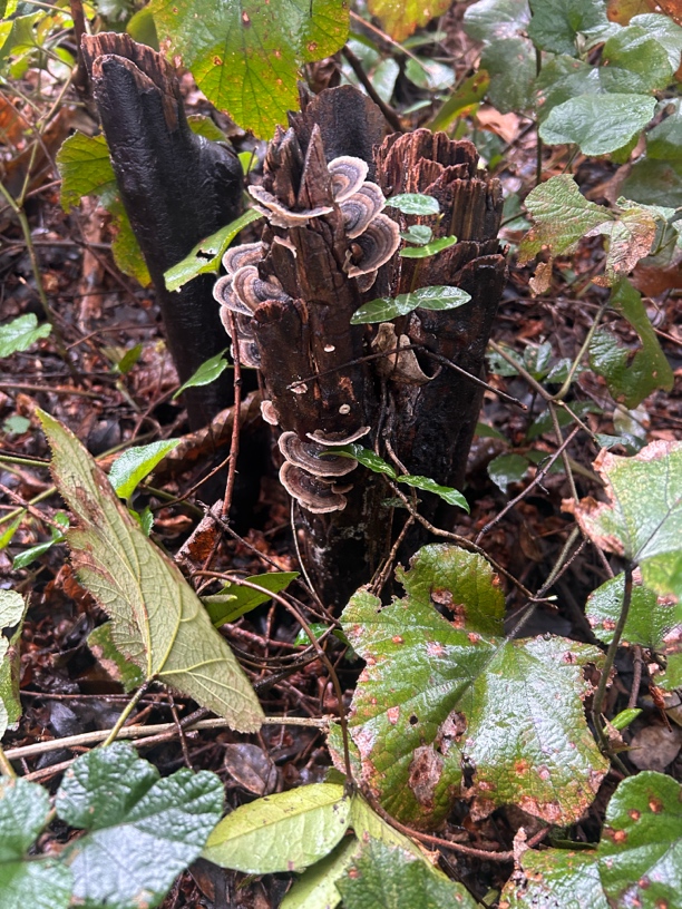 农产品一物一拍临时