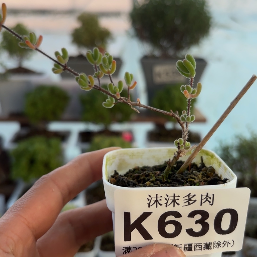 630小星星枝干下播