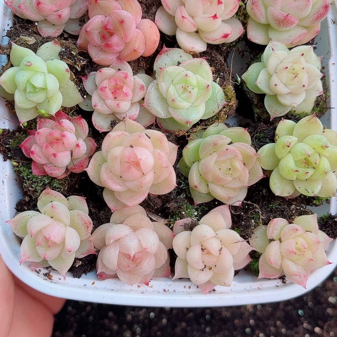 用****21-419 新疆西藏内蒙不发12.8抱歉2-3