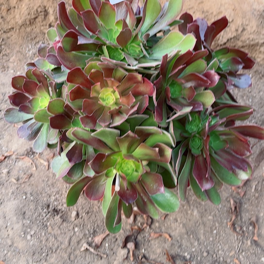 无花朵多肉植物437