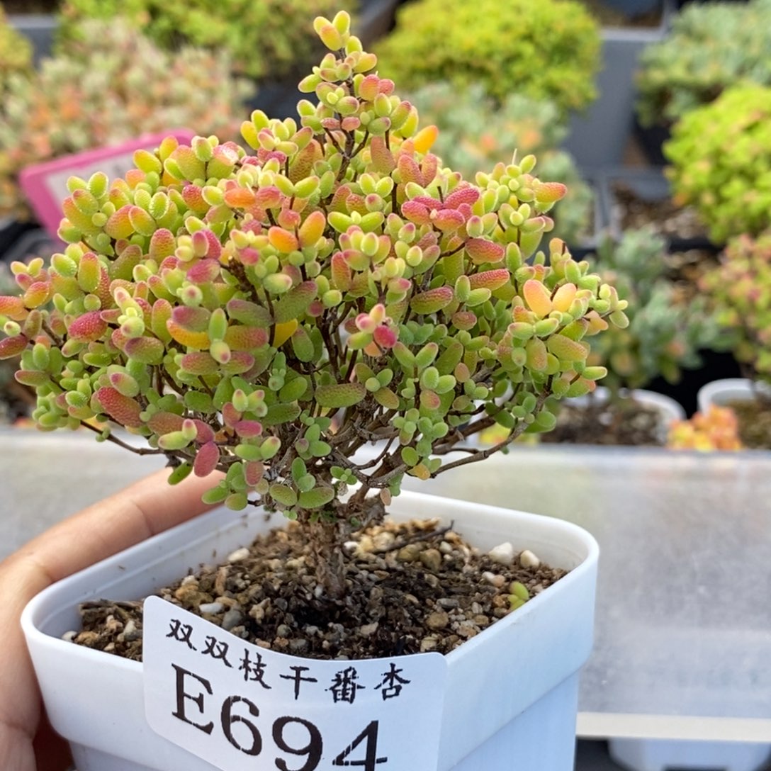 694蜜橘。                     