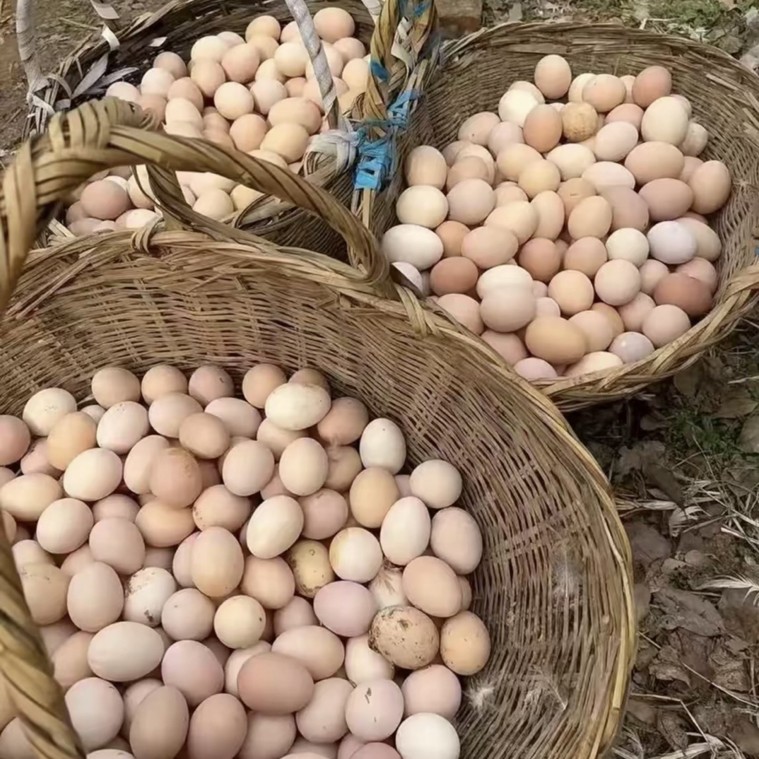 【农家土鸡蛋】广西特产农家散养土鸡蛋新鲜谷物喂养顺丰包邮