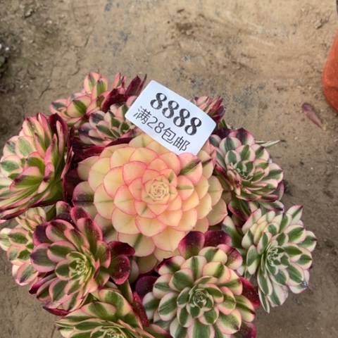 荔枝多肉多肉8888