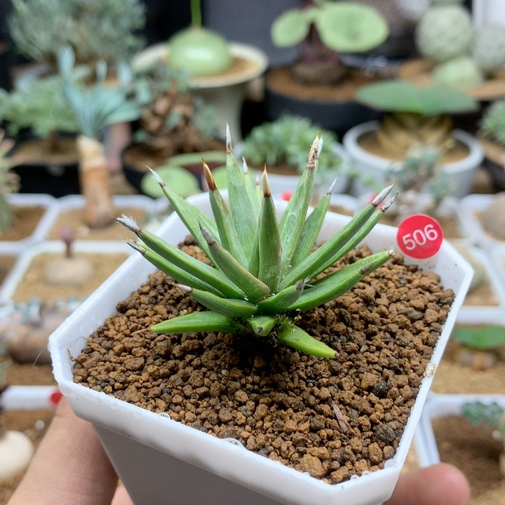 棉花糖龙舌兰脱土