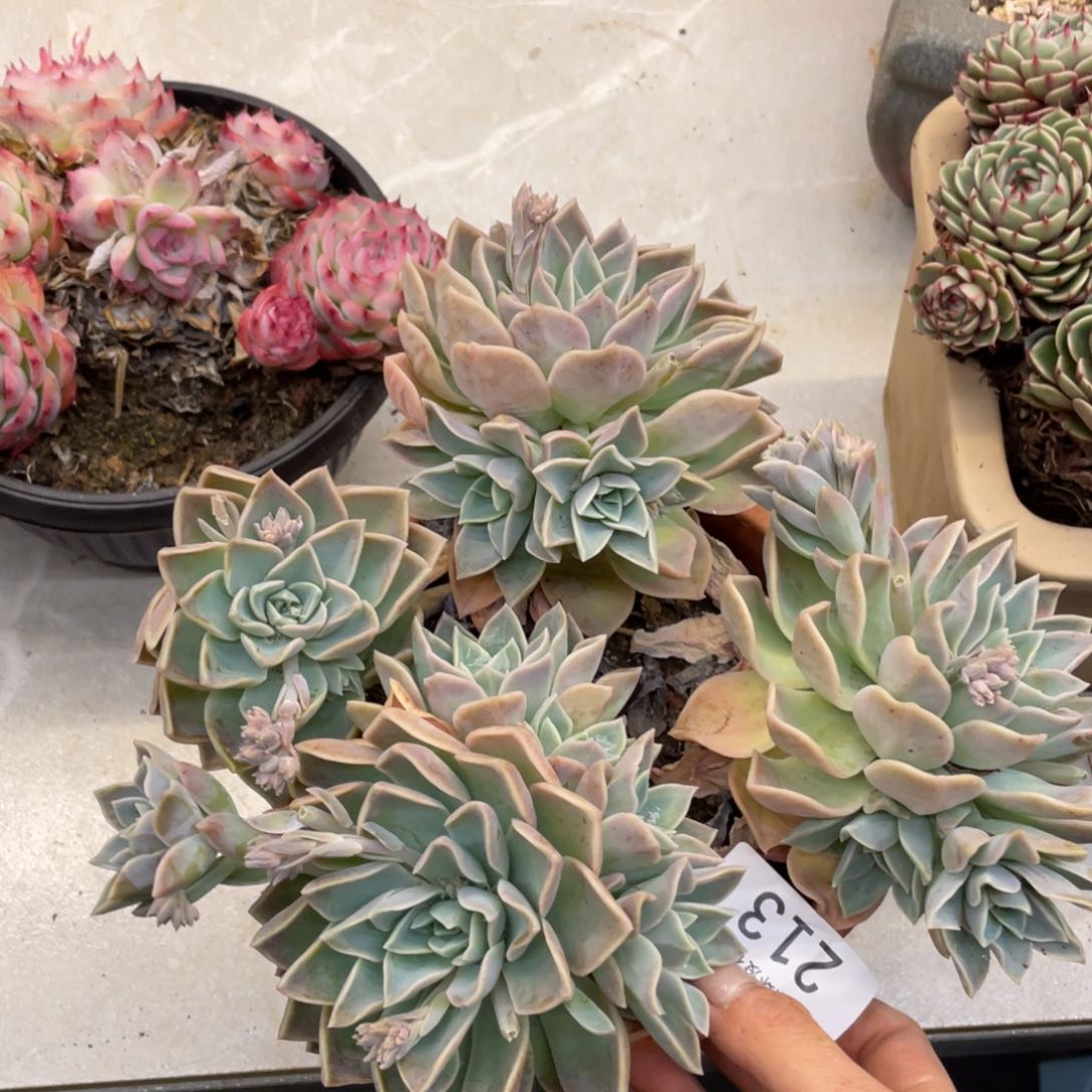 黑大帅多肉213哈利我