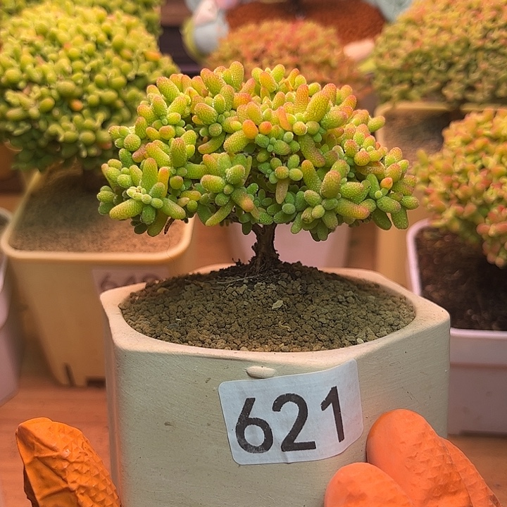 无花朵621蜜桔糖球