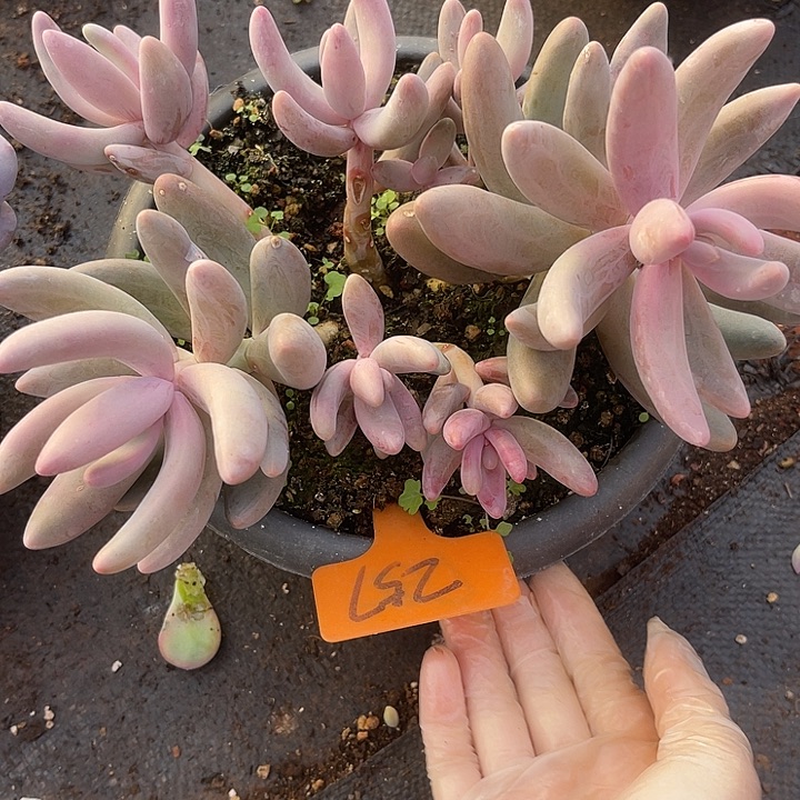 两单包邮，不售后，散257红手指