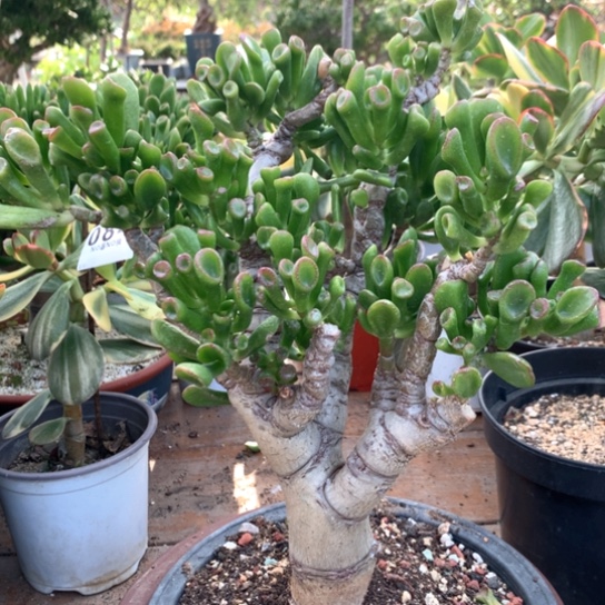 马蹄盆景脱土发货