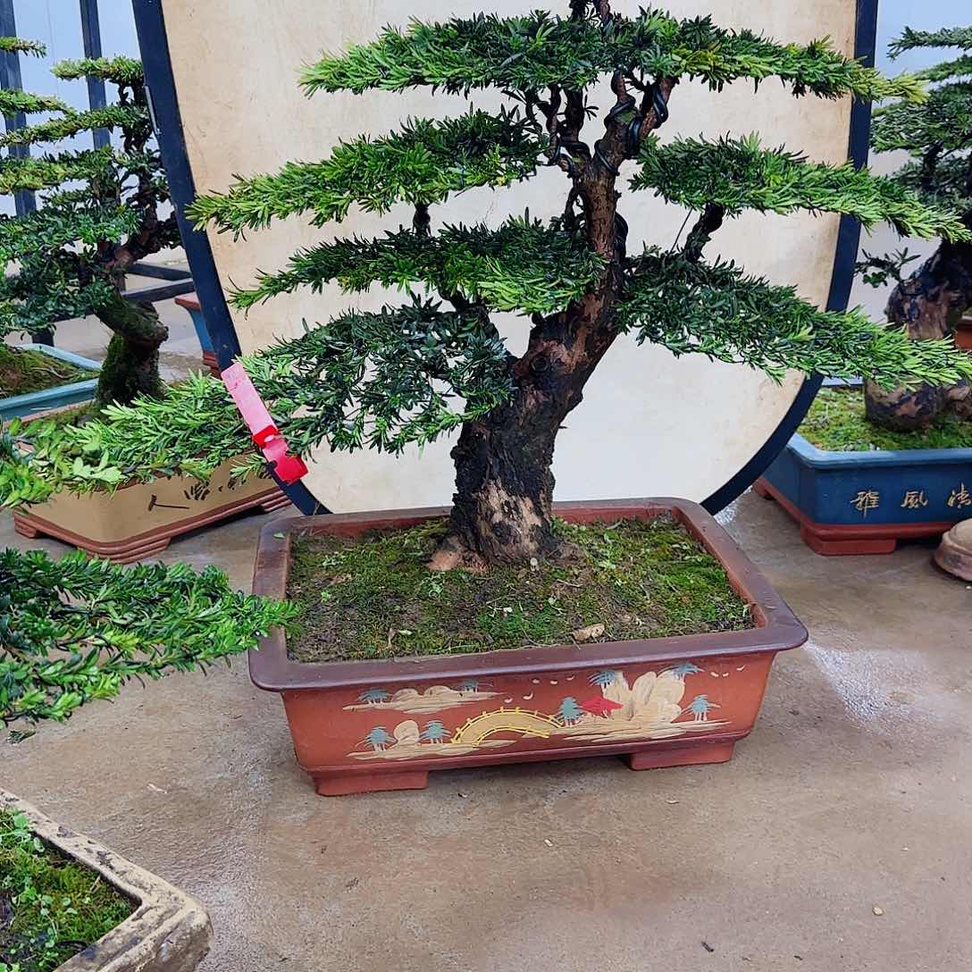 盆景艺术的设计师们探讨