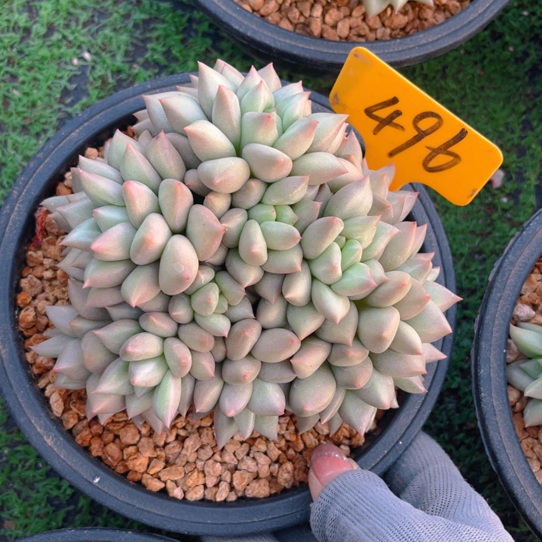 梦*?496dghjjjhjhjjjjjj