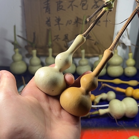 携***月哈哈哈哈哈哈哈哈哈哈哈