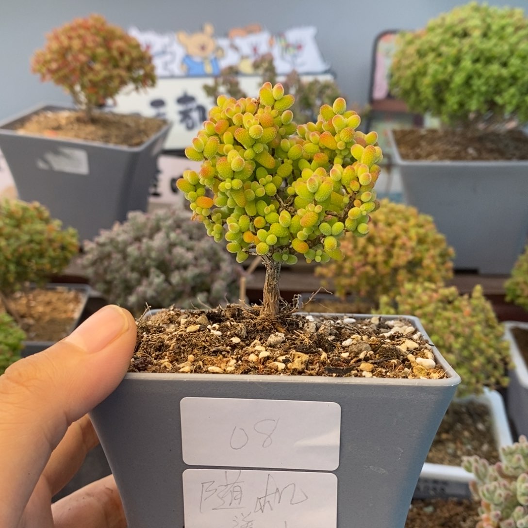 J***z08金桔糖球枝干番杏