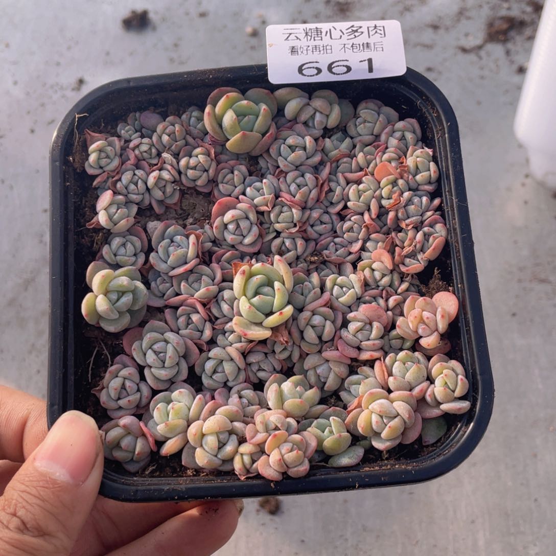 云糖心多肉植物661