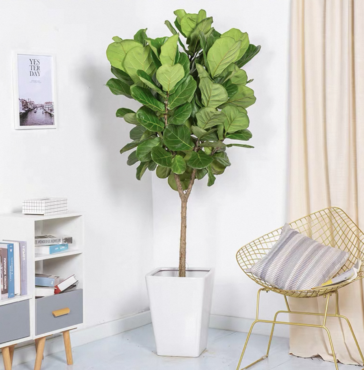 【顺丰送货上门】1.3-1.4米棒棒糖琴叶榕大型室内绿植净化空气