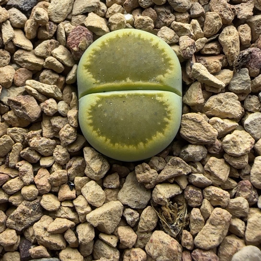 152 生石花大棚直播