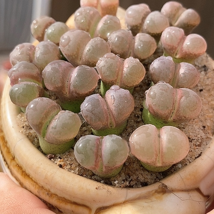 9513鲑鱼粉样本一颗