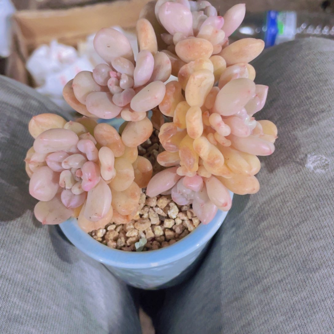 多肉植物多肉植物