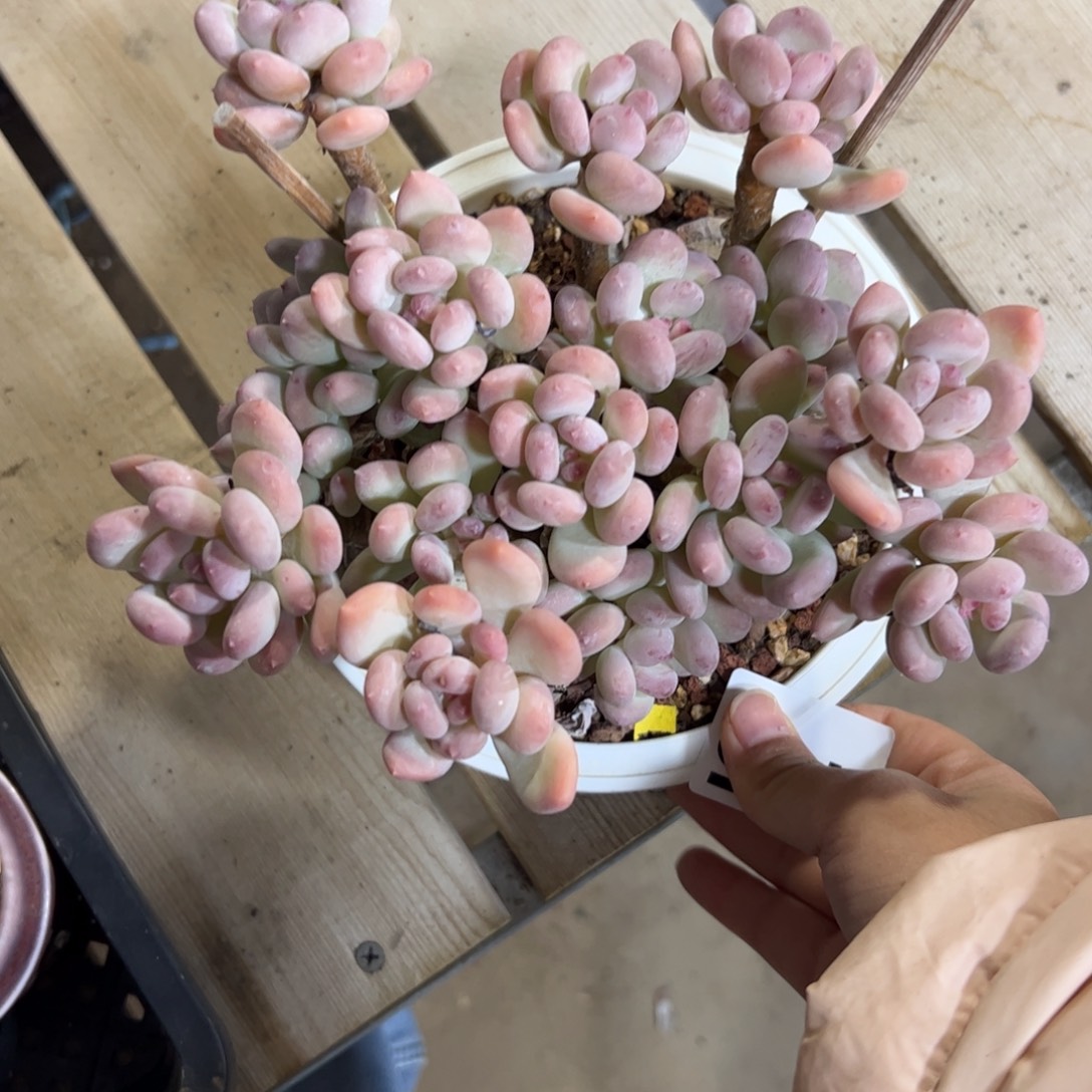 465 满38包邮一物一拍