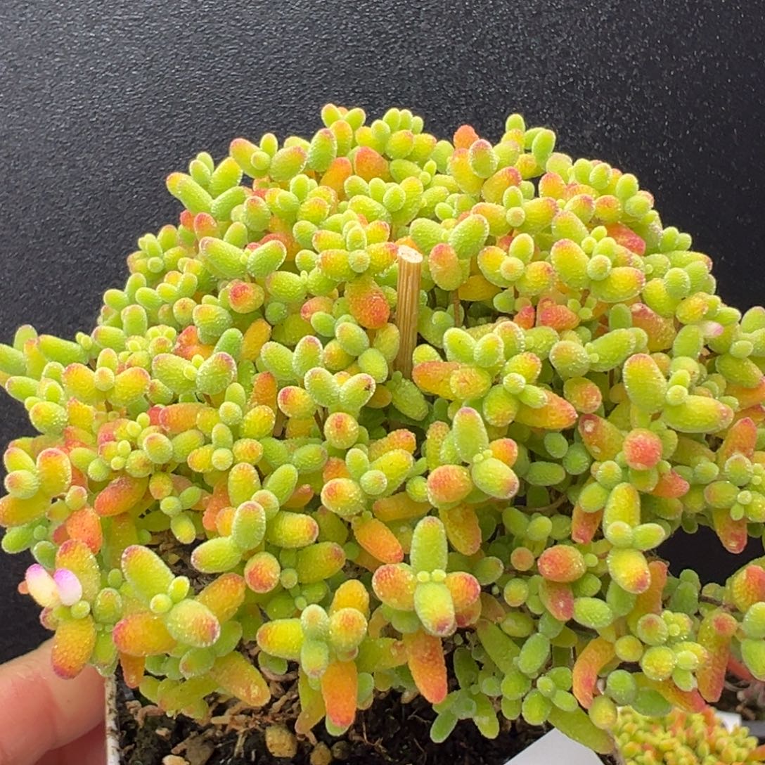 u857精控小老蜜橘糖球冠幅8cm