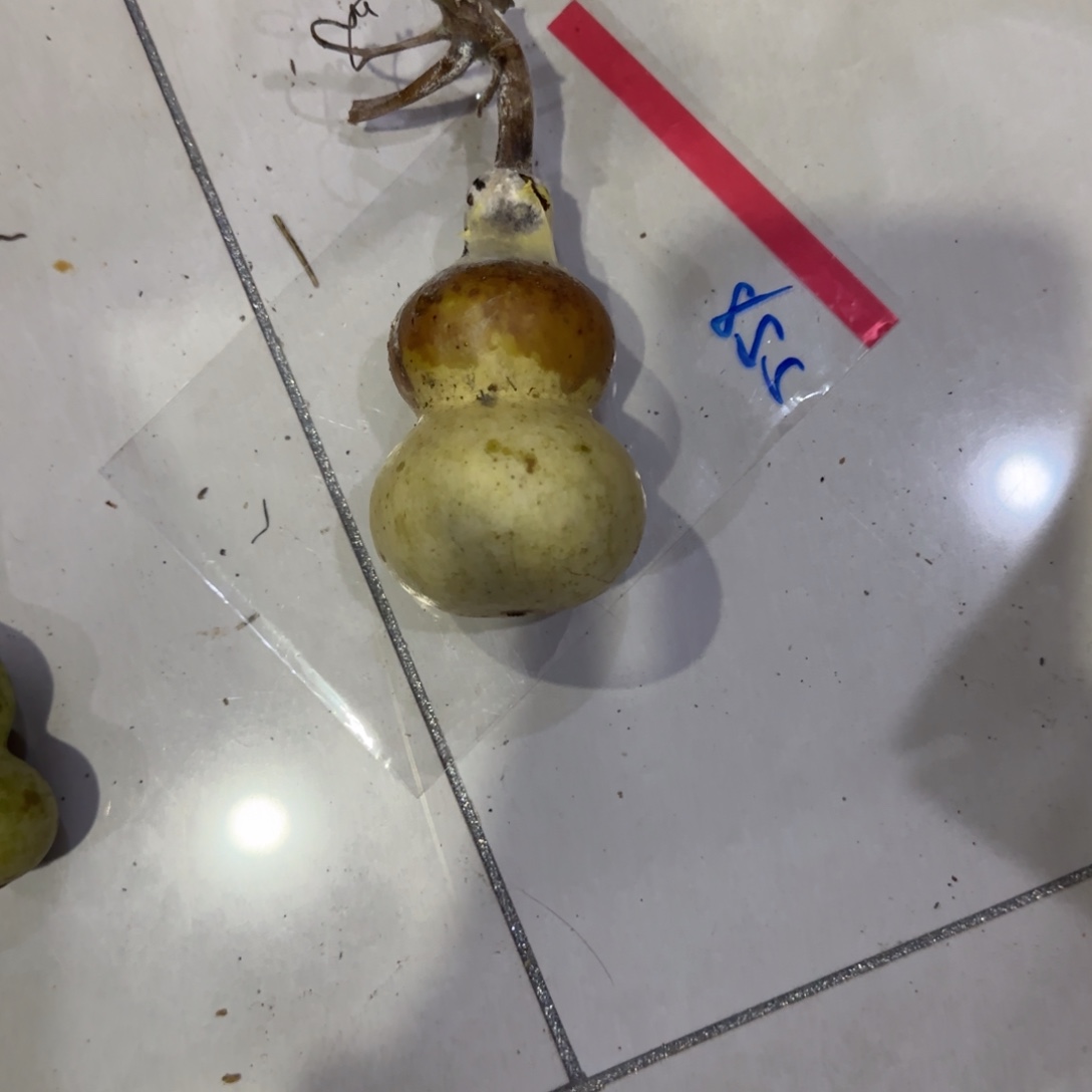 稻***人葫芦来乐乐咯乐乐咯来咯哦