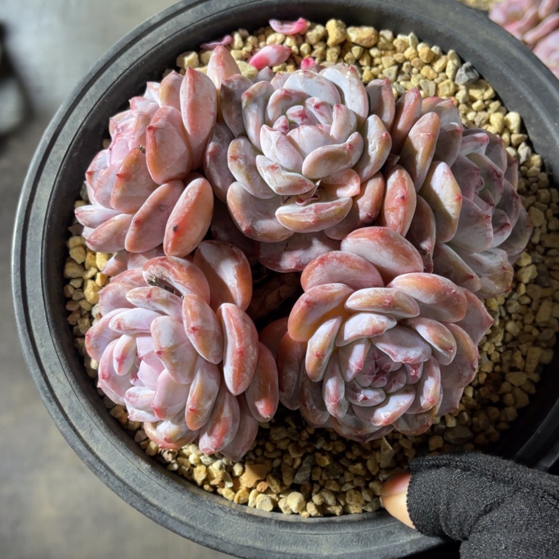 星影突尼斯有摘 一物一拍不支持退换