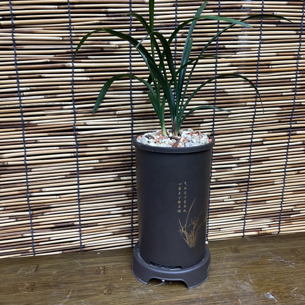 【特价10份】春兰大富贵老种荷瓣浓香花期1-3月【带盆种好3苗】