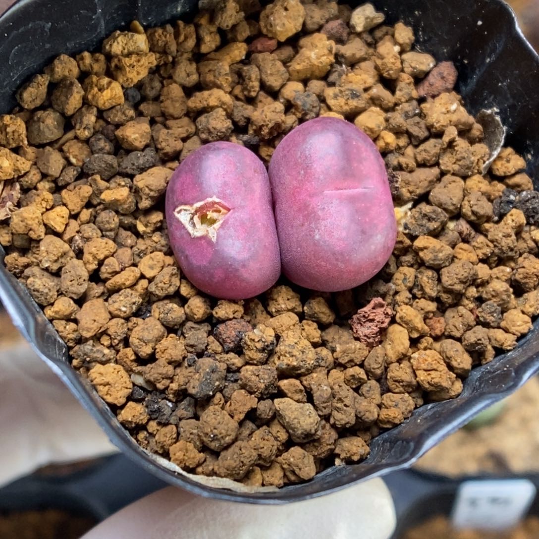 多肉植物肉锥杂交K-125 吕杂