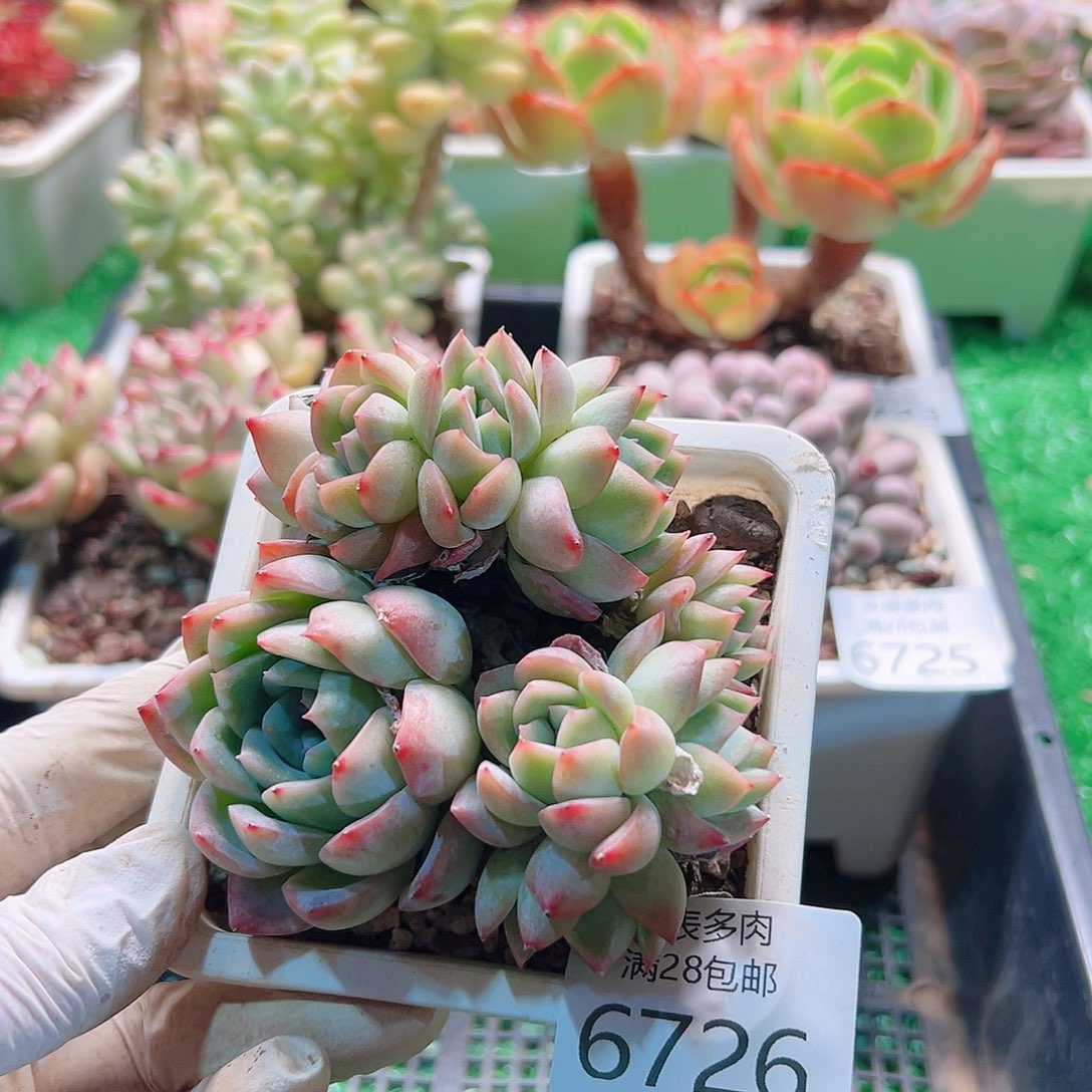 无花朵多肉一物＿拍6726