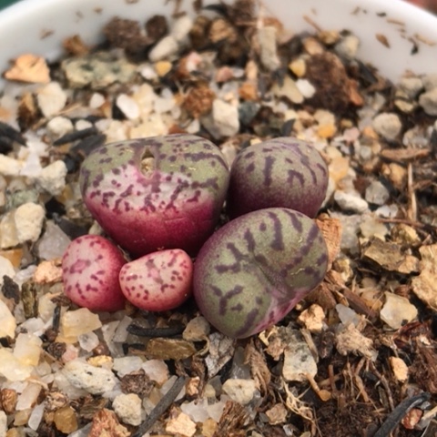 多肉肉锥 Y606安贞锦