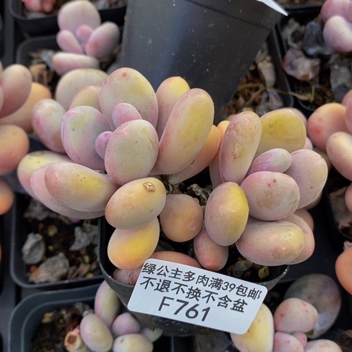 蛋黄奶761多肉植物