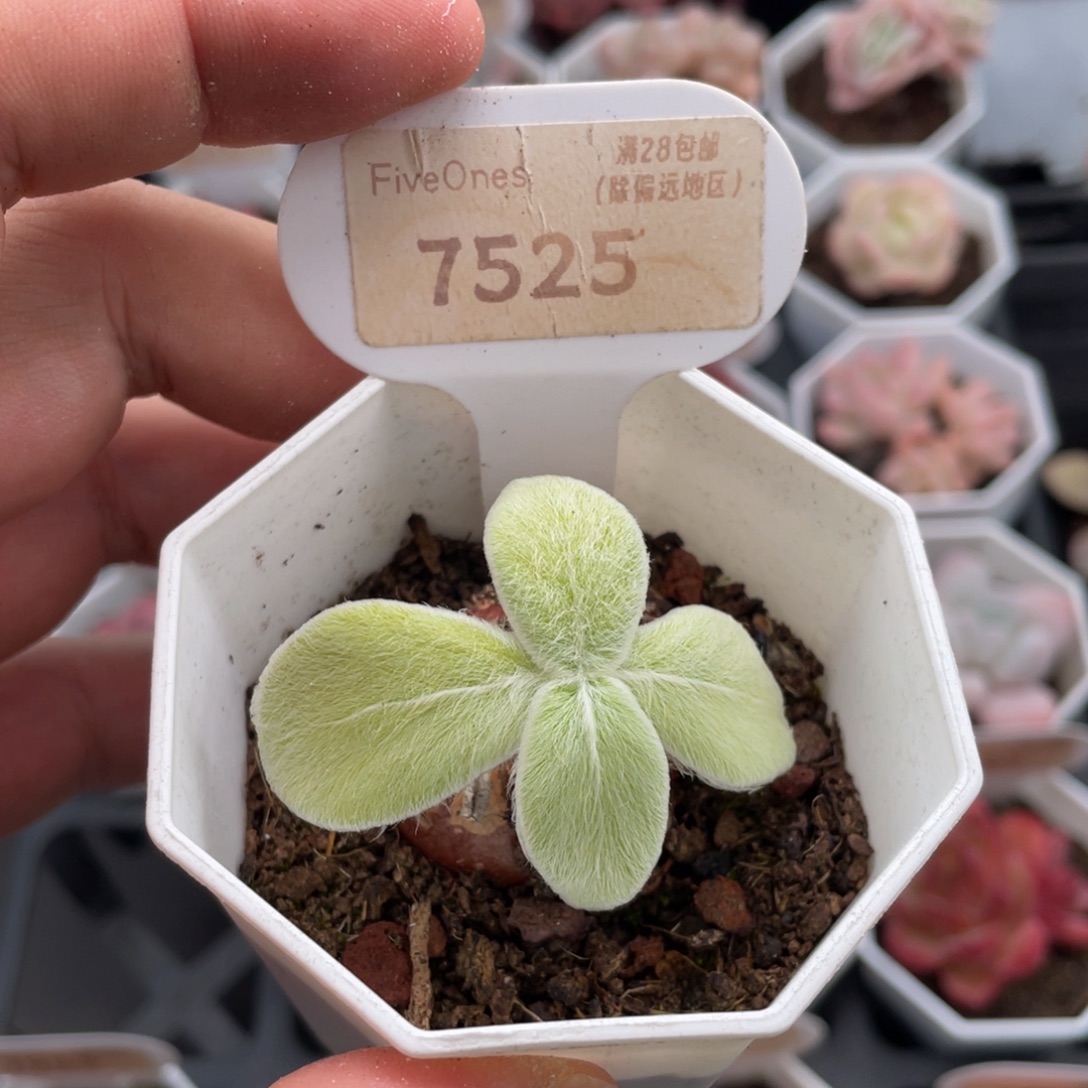 断崖女王7525-3.5厘米